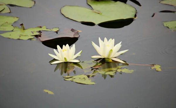 Nymphen Und Schwimmende Blätter Auf Der Glatten Oberfläche Eines Kleinen — Stockfoto