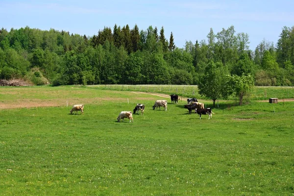 Коровы разных цветов пасутся на зеленом лугу в солнечный день — стоковое фото