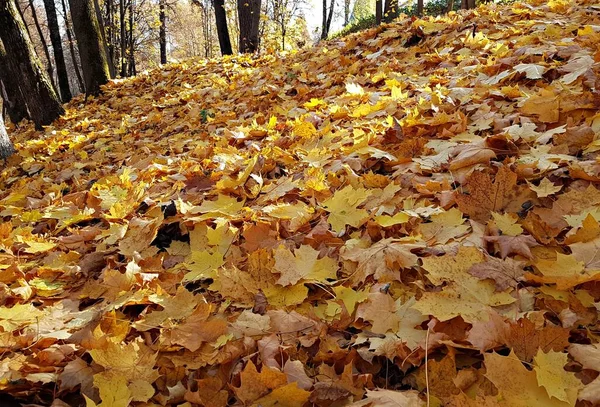 Őszi sárga levelek díszített fák és bokrok parkok és kertek — Stock Fotó