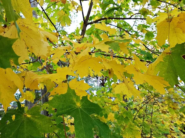 Hojas amarillentas otoñales decoradas con árboles y arbustos en parques y jardines —  Fotos de Stock