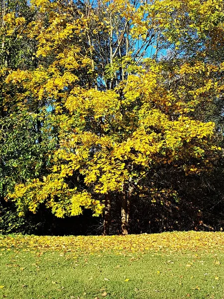 Foglie autunnali ingiallite alberi e cespugli decorati in parchi e giardini — Foto Stock