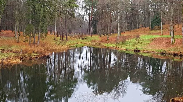 In the forest, the leaves on the trees turned yellow on the shore of small a natural reservoir — Stock Photo, Image