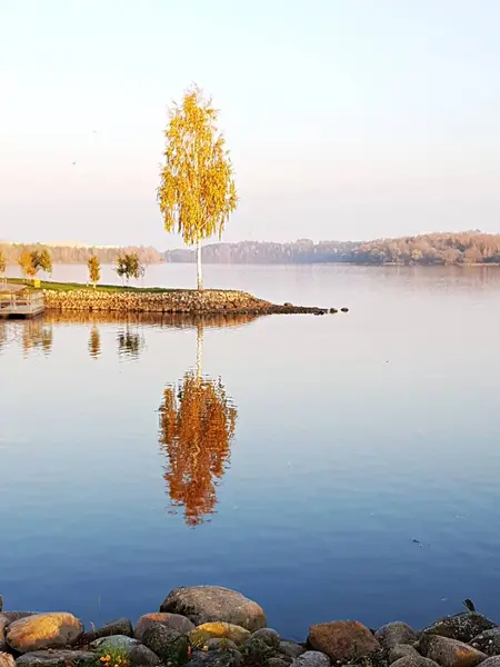 Ormanda, ağaçlardaki yapraklar küçük bir su deposunun kıyısında sarardı. — Stok fotoğraf