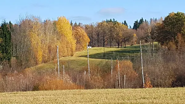 En automne, la forêt est devenue dorée et les feuilles jaunies sur les arbres ont commencé à tomber au sol — Photo