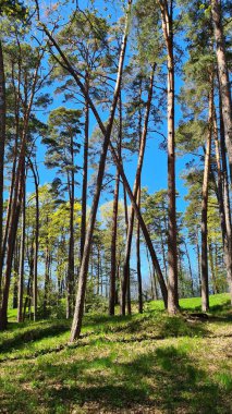 Güneşli bir mayıs gününde Ormanın çam ağaçları.