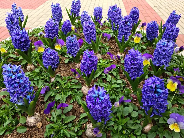 Dans Petit Vase Rond Pierre Belles Fleurs Bleues Jacinthe Fleurissent — Photo