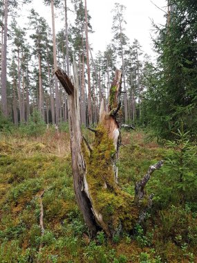 Çürümüş ağaç gövdesinin geri kalanı ormandaki yosunlarla kaplı..