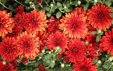 Şehir parkındaki bir çiçeklikte güzel kırmızı kasımpatı çiçekleri..