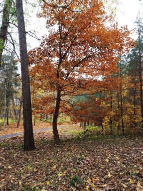 Ormandaki ağaçlardaki sarı yaprakların arkaplan dokusu ve sonbahar parkları.