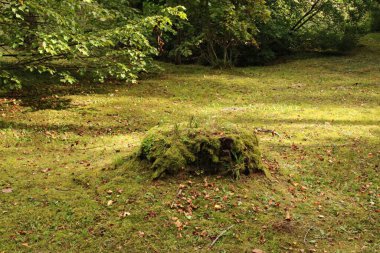 Ormandaki bir açıklıkta yosun ve otla kaplanmış yaşlı kütük..