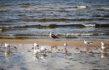 Güneşli havalarda körfezin kumlu sahillerinde martılar.