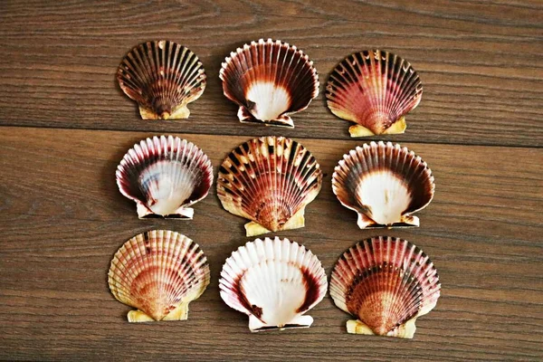 Several beautiful scallop shells patterned on a brown table.