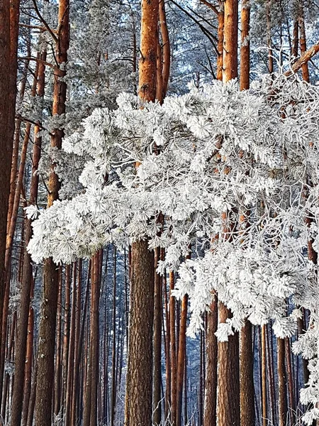 Winterkoud Landschap Met Pluizige Witte Sneeuw Grond Bomen Het Bos — Stockfoto