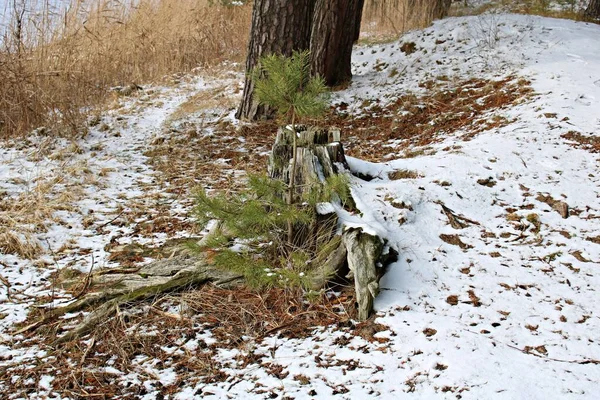 Naturaleza Invernal Bosque Pinos Nieve Blanca Espolvoreó Suelo Congelado Imágenes de stock libres de derechos