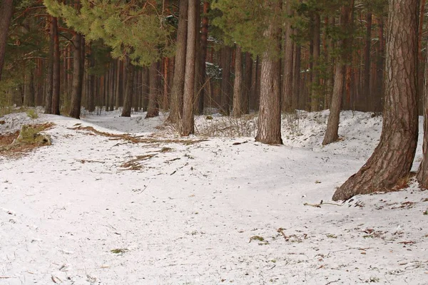 Naturaleza Invernal Bosque Pinos Nieve Blanca Espolvoreó Suelo Congelado Fotos de stock