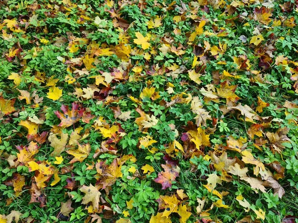 Lot Colorful Leaves Fallen Ground Trees Autumn Season — Stock Photo, Image