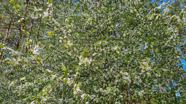 春光明媚的日子里 鸟儿的樱花盛开 白色的小花盛开 — 图库照片