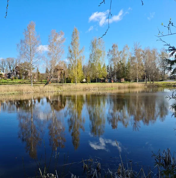 Slender Birches Early Spring Shore Lake Reflection Smooth Surface Water — Stock Photo, Image