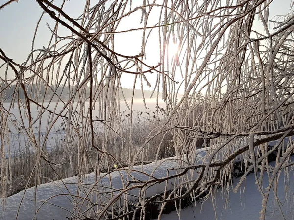 Холодна Зимова Природа Дорослими Берегами Вкрита Білим Пухнастим Снігом Стокова Картинка