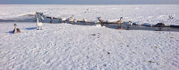Flock Geese Takes Water Procedures Wormwood Ice Covered Gulf Riga —  Fotos de Stock