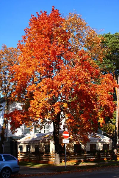 Maple Painted Golden Autumn Leaf Colors Jurmala Latvia October 2019 — Stock Photo, Image
