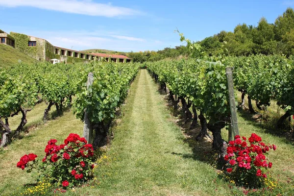 Winnice Wśród Wzgórz Kraju Basków Elciego Hiszpania Czerwca 2019 — Zdjęcie stockowe