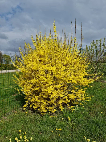 Large Forsythia Bush Blooming Bright Yellow Flowers Spring Dark Cloudy — Stockfoto