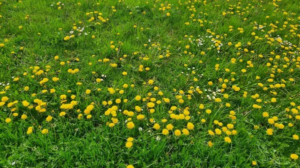 Warm Spring Days Many Beautiful Yellow Dandelions Grow Fields Meadows — Photo