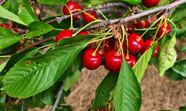 Lots of ripened delicious red cherries on the branches in rustic garden.