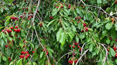 Lots of ripened delicious red cherries on the branches in rustic garden.