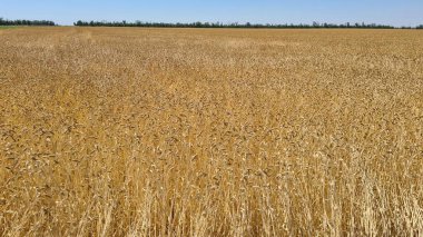 Endless fields of ripe and ready to harvest cereals on hot summer day.