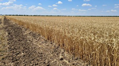 Endless fields of ripe and ready to harvest cereals on hot summer day.