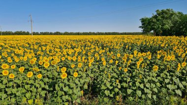 Beautiful blooming sunflower hats in the summer season in endless fields.