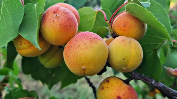 Lots Ripened Delicious Apricots Branches Rustic Garden — Foto Stock