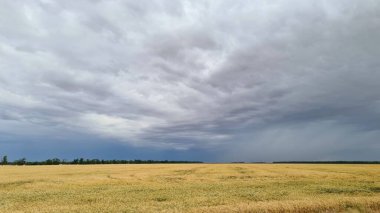Gloomy rainy clouds covered the sky above the field of ripe rapeseed.
