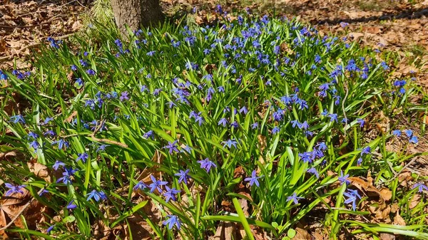 Scilla 'nın güzel mavi çiçekleri İlkbaharın başlarında çam ormanlarında.