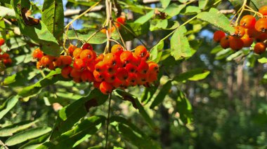 Dallardaki güzel kırmızı rowan kümeleri sonbahar mevsiminde insanları eğlendirir..