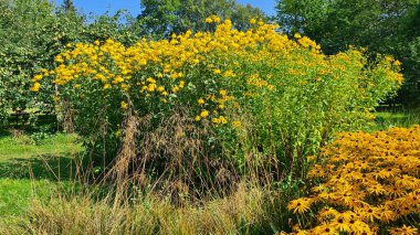 Çiçeklerdeki güzel sarı çiçekler, insanları sıcak sonbahar günleriyle mutlu eder..