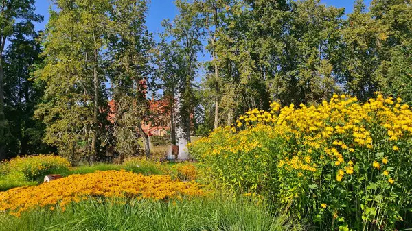 Piękne Żółte Kwiaty Klombach Zachwycają Ludzi Początkiem Ciepłych Jesiennych Dni — Zdjęcie stockowe