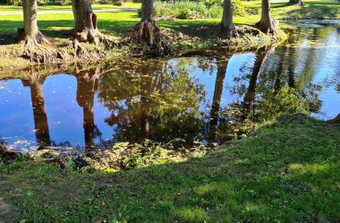 Küçük göletin pürüzsüz yüzey suyunda ağaç gövdelerinin yansımasını görebilirsiniz..