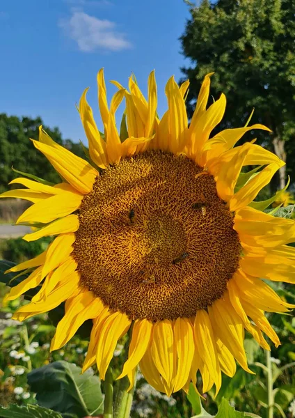 Grands Chapeaux Tournesol Jaunes Dans Les Champs Ruraux Sans Fin — Photo