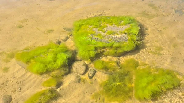 Duże Skały Pokryte Zielonymi Glonami Leżą Piaszczystym Dnie Morza Słoneczny — Zdjęcie stockowe