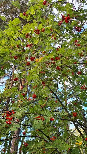 Dużo Czerwonych Kiści Wysokim Krzewie Łabędzia Słoneczny Jesienny Dzień — Zdjęcie stockowe