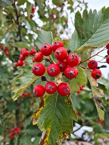 Des Grappes Rouge Vif Fruits Rowan Étalent Sur Les Branches — Photo