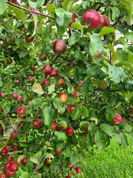 Molte Mele Rosse Mature Sui Rami Dell Albero Frutto Autunno — Foto Stock