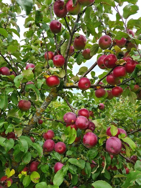 Molte Mele Rosse Mature Sui Rami Dell Albero Frutto Autunno — Foto Stock