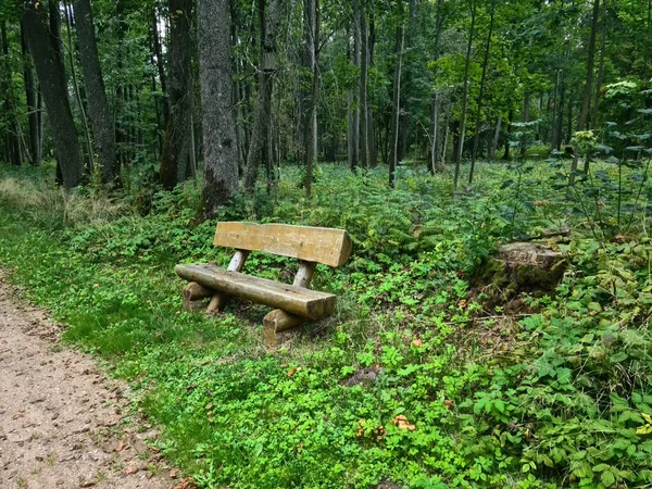 Bench Resting People Making Long Walks Installed Forest Park City — Stock Photo, Image