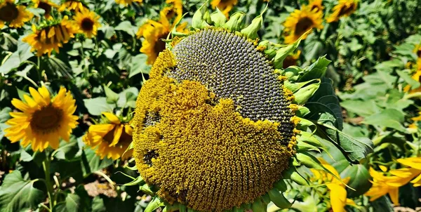 Beaux Chapeaux Tournesol Fleurs Dans Les Vastes Champs Pays — Photo