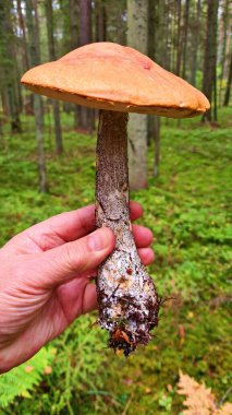 Büyük güzel Leccinum aurantiacum yoğun sonbahar ormanlarında yeşil çimenlerde bulundu..