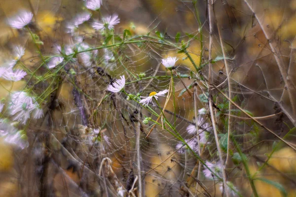 Höst Spindelväv Gräs Lila Krysantemum — Stockfoto